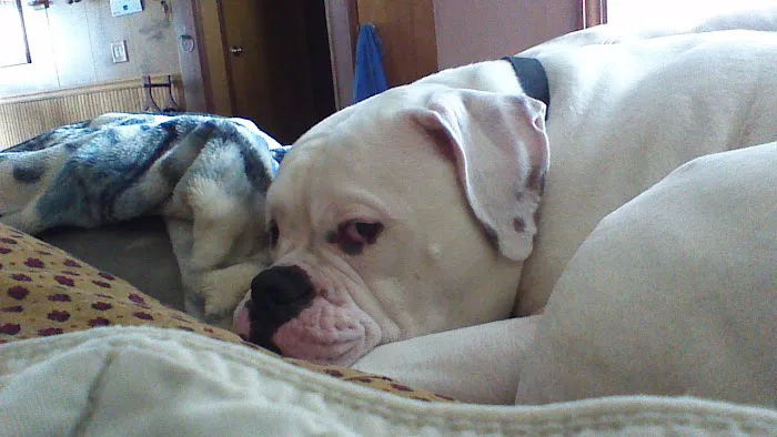 New Baltimore Animal Hospital Picture 8