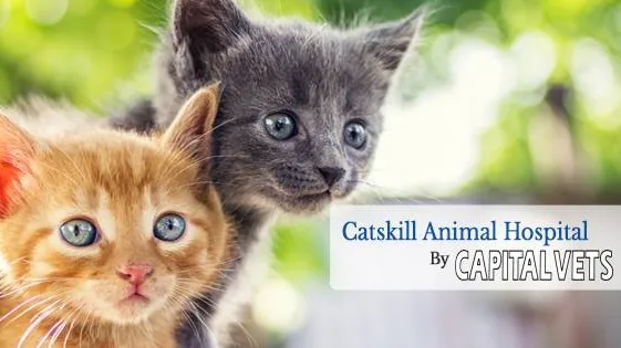 Catskill Animal Hospital Picture 3
