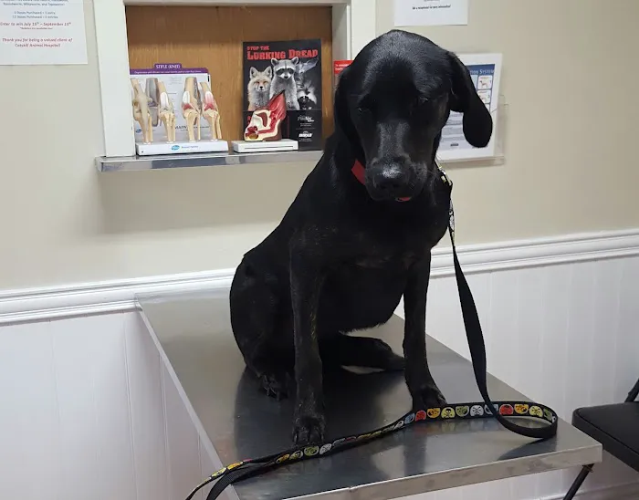 Catskill Animal Hospital Picture 10