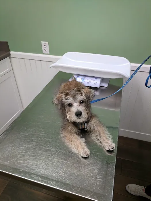 All Pets Veterinary Hospital - NH Picture 4