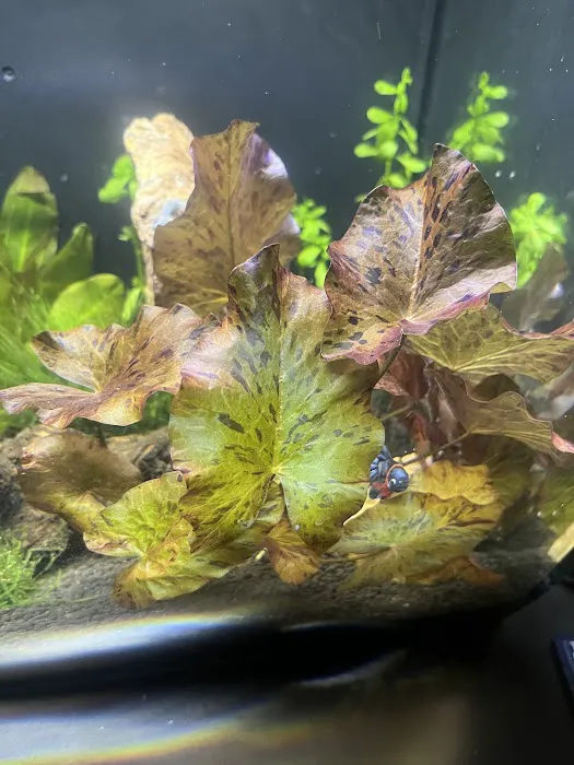 10 Gallon Fish Tanks Picture 7