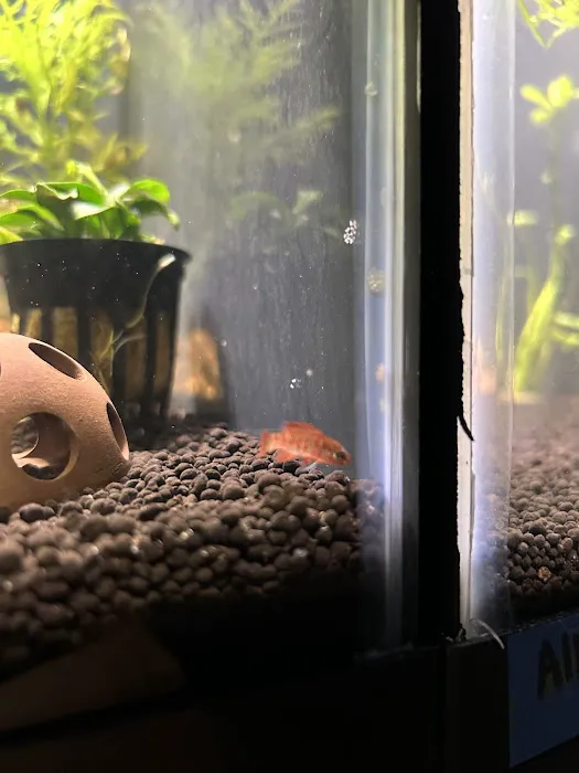 10 Gallon Fish Tanks Picture 6