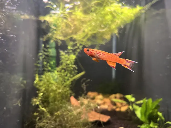 10 Gallon Fish Tanks Picture 9