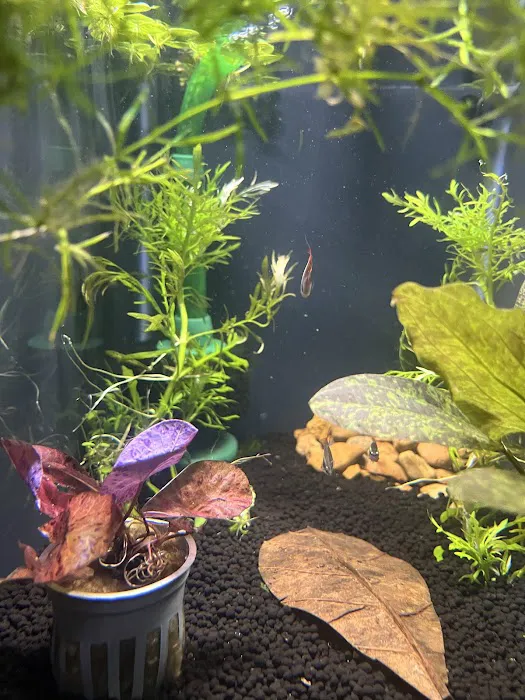 10 Gallon Fish Tanks Picture 10