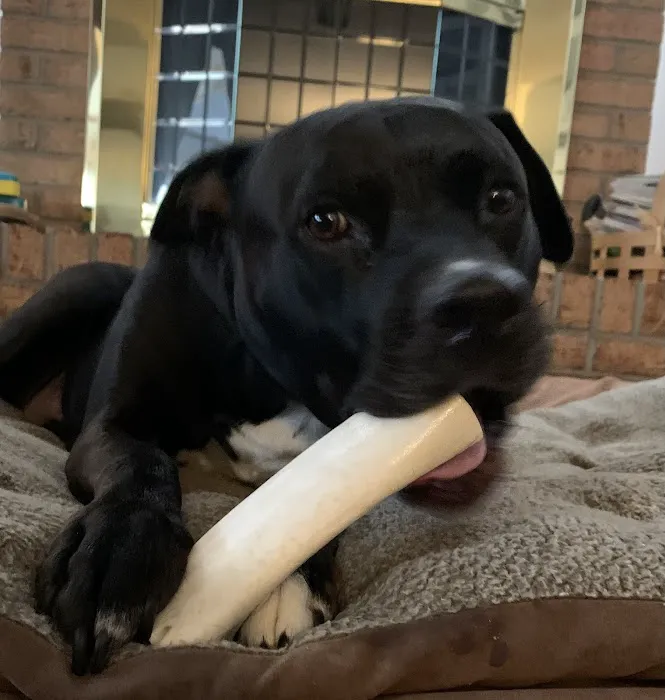 Animal Hospital of Nashua Picture 5