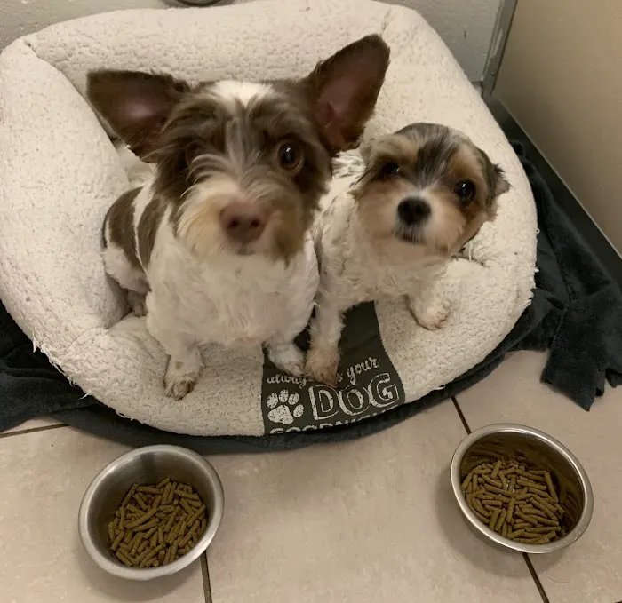 Animal Hospital of Nashua Picture 3