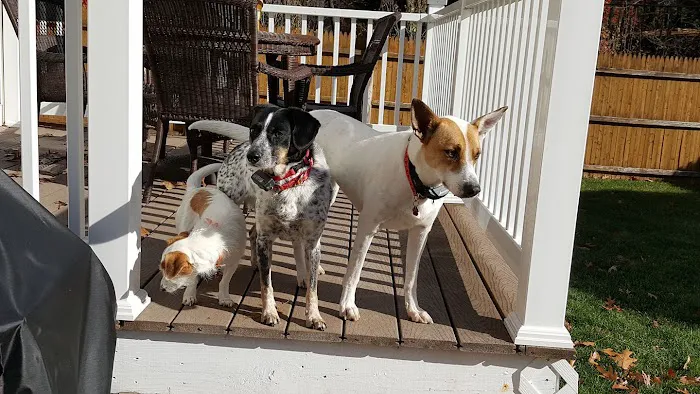 Animal Hospital of Nashua Picture 4