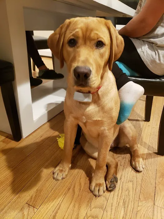 Animal Hospital of Nashua Picture 2