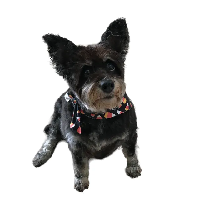 Animal Hospital of Nashua Picture 6