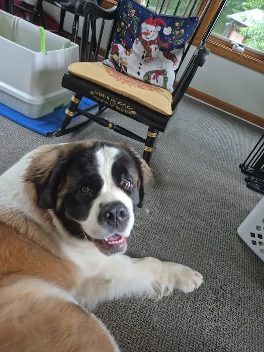 Animal Hospital of Nashua Picture 8