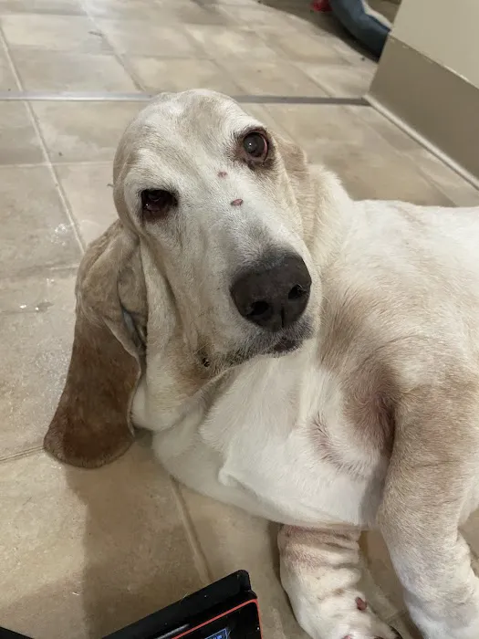 Animal Hospital of Nashua Picture 7