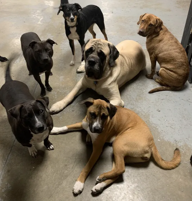 Animal Hospital of Nashua Picture 9