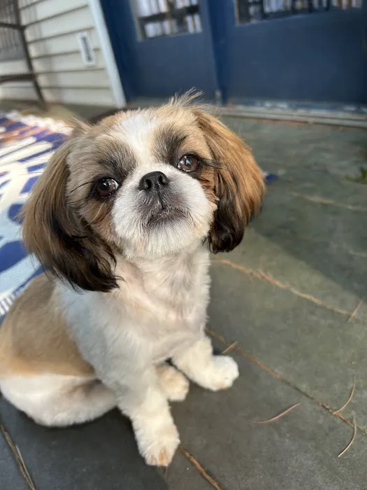 Animal Hospital of Nashua Picture 10