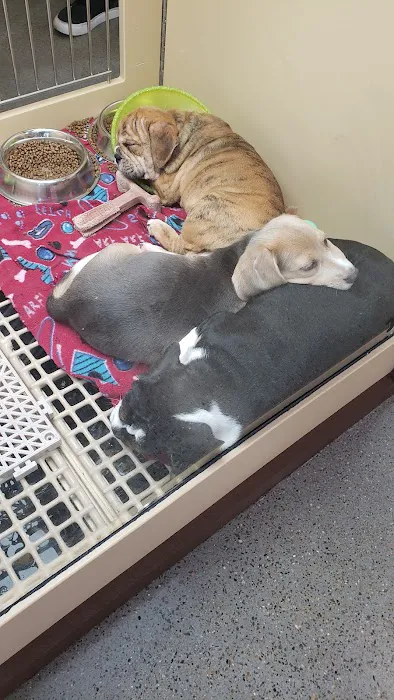 Petland Murfreesboro Picture 5