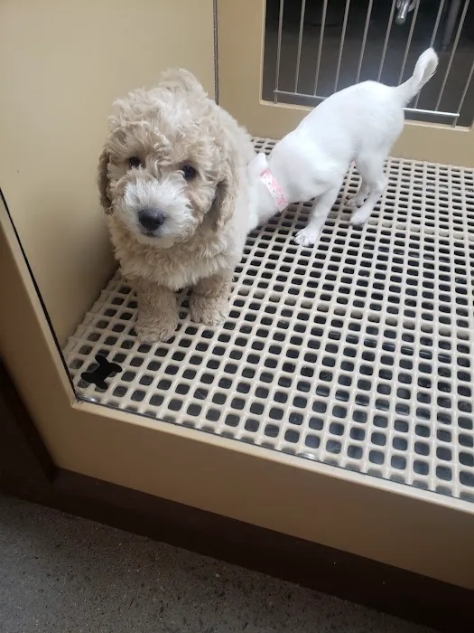 Petland Murfreesboro Picture 6