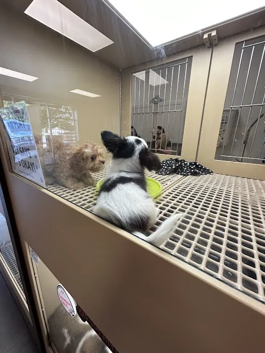 Petland Murfreesboro Picture 4