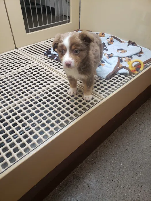Petland Murfreesboro Picture 7