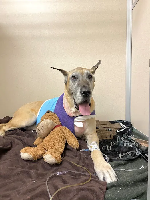 Animal Medical Center of New England Picture 2