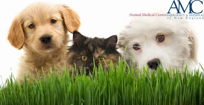 Animal Medical Center of New England Picture 1