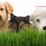 Animal Medical Center of New England