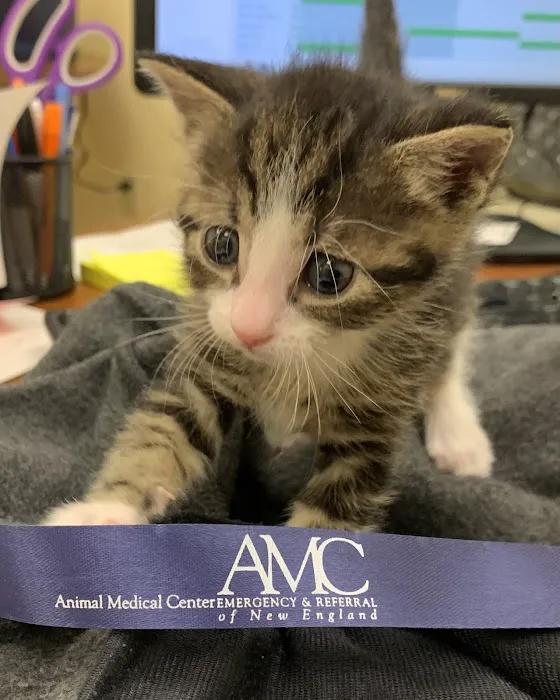 Animal Medical Center of New England Picture 8