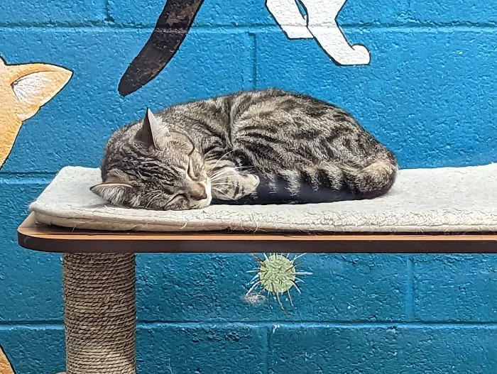 Animal City Pet center Picture 10