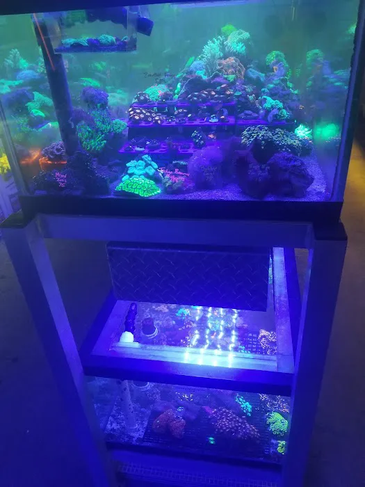 Emerald Bay Fish & Reptile Picture 9