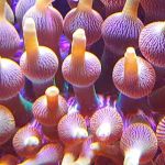 Emerald Bay Fish & Reptile