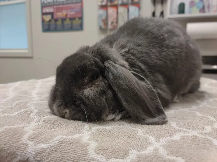 Hopkinton Animal Hospital Picture 7