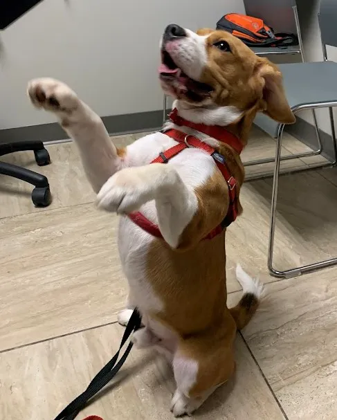 Hopkinton Animal Hospital Picture 5