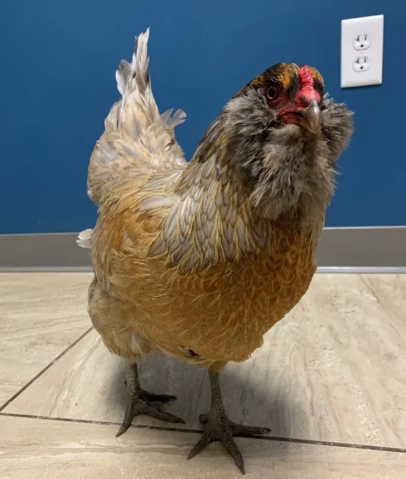 Hopkinton Animal Hospital Picture 8