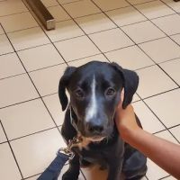 VCA Russell Animal Hospital ico