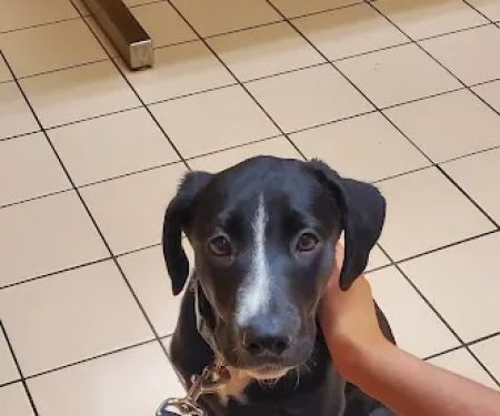 VCA Russell Animal Hospital