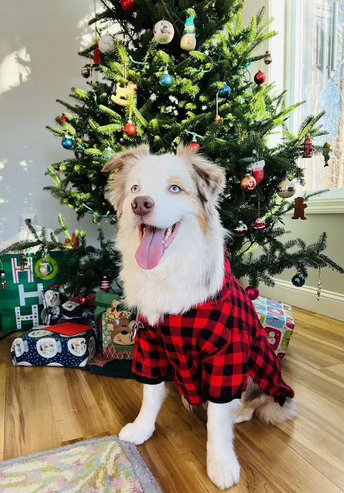 VCA Russell Animal Hospital Picture 5