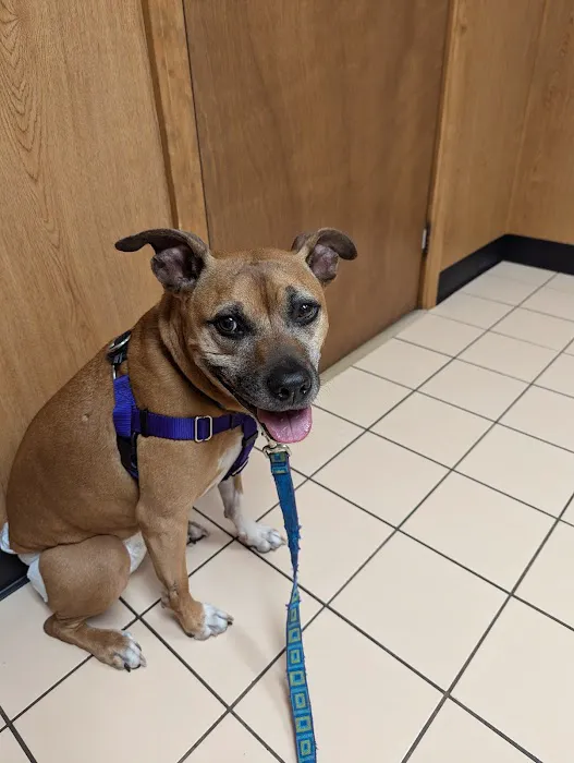 VCA Russell Animal Hospital Picture 7