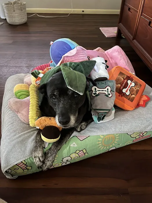 Dis-and-Bark Picture 5