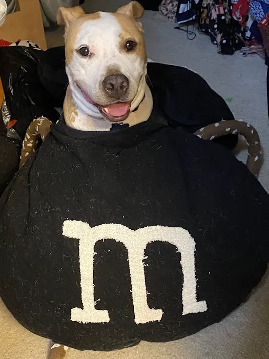 Dis-and-Bark Picture 6