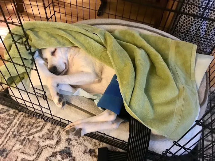 VCA Daniel Webster Animal Hospital Picture 7