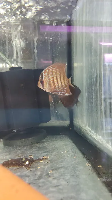 Moanalua Pets Inc Picture 8