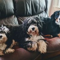 Countryside Animal Hospital ico