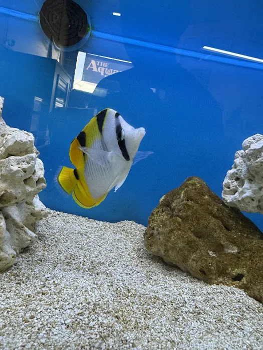 The Aquarium Shop Hawaii Picture 2