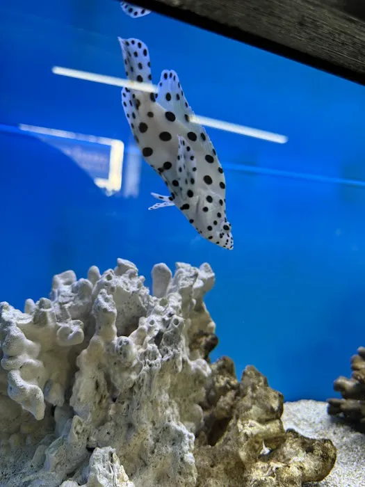 The Aquarium Shop Hawaii Picture 4