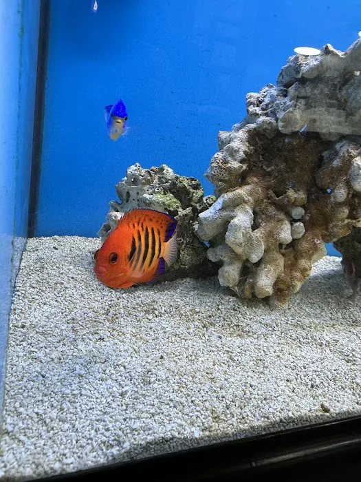 The Aquarium Shop Hawaii Picture 8