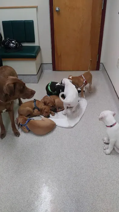 Hudson Animal Hospital, A Thrive Pet Healthcare Partner Picture 1