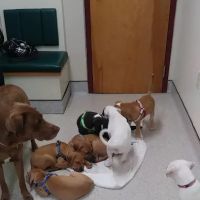 Hudson Animal Hospital, A Thrive Pet Healthcare Partner ico