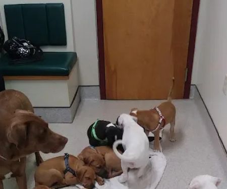 Hudson Animal Hospital, A Thrive Pet Healthcare Partner