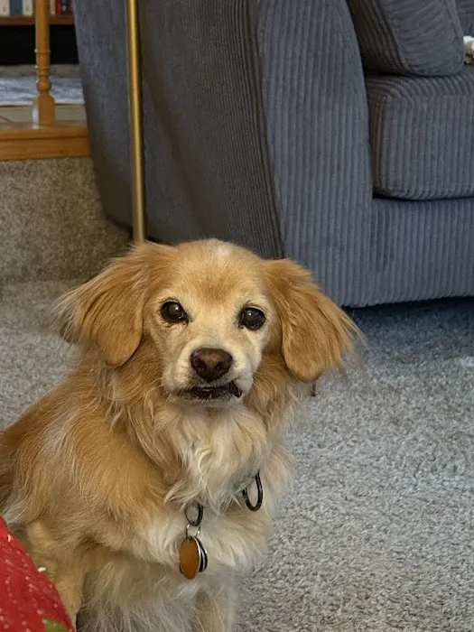 Hudson Animal Hospital, A Thrive Pet Healthcare Partner Picture 6