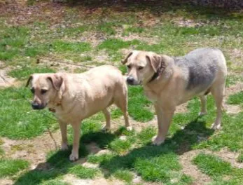 Hudson Animal Hospital, A Thrive Pet Healthcare Partner Picture 5