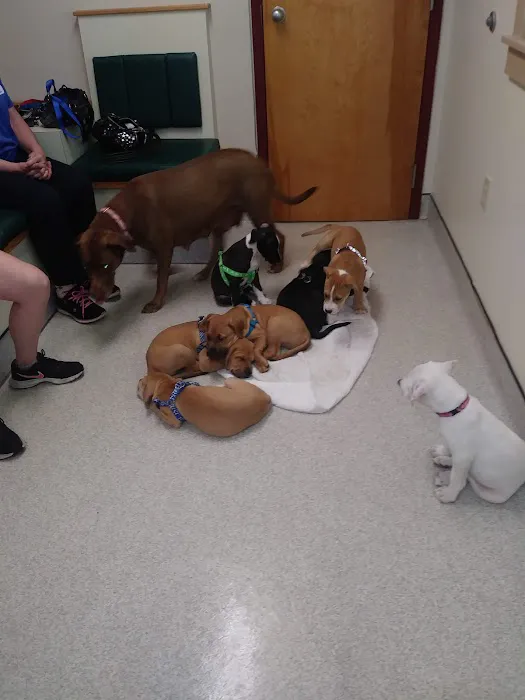 Hudson Animal Hospital, A Thrive Pet Healthcare Partner Picture 8