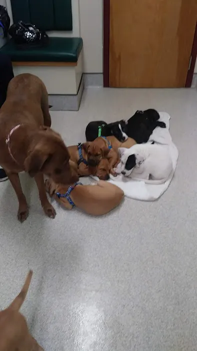 Hudson Animal Hospital, A Thrive Pet Healthcare Partner Picture 10